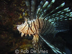 Lionfish looking into the camera, Sony P5 by Rob De Vries 